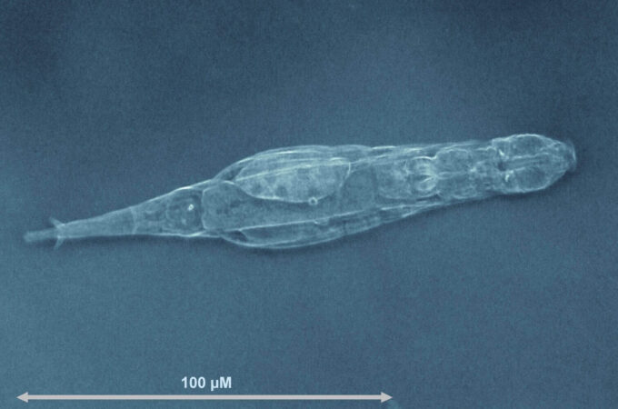Imagem de microscopia de um rotífero Adineta vaga visto de perfil, com escala de 100 micrômetros