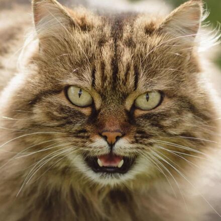O pequeno felino que enganou cientistas e virou a primeira nova espécie de gato em 100 anos